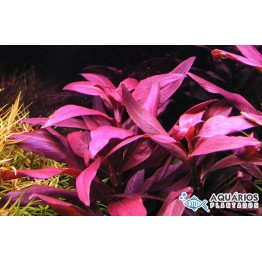 Ludwigia glandulosa