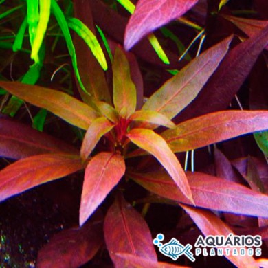 Ludwigia glandulosa