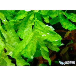 Ludwigia inclinata “Green”