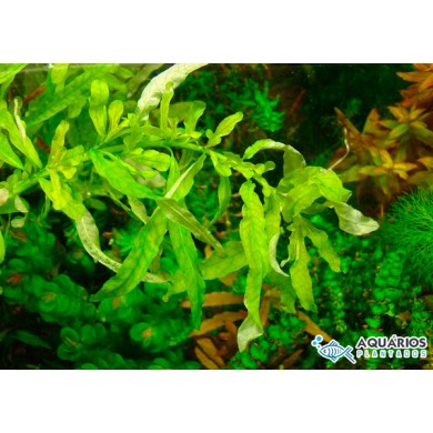 Ludwigia inclinata “Green”