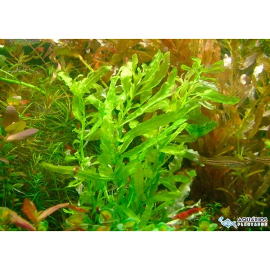 Ludwigia inclinata “Green”