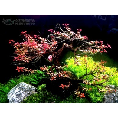 Ludwigia sp. 'Mini Super Red'