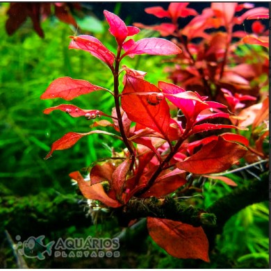 Ludwigia sp. 'Mini Super Red'