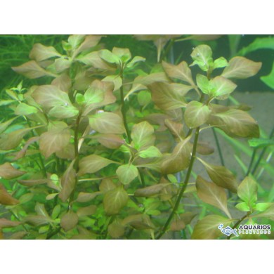 Ludwigia mullertii