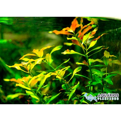 Ludwigia mullertii