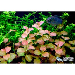 Ludwigia ovalis