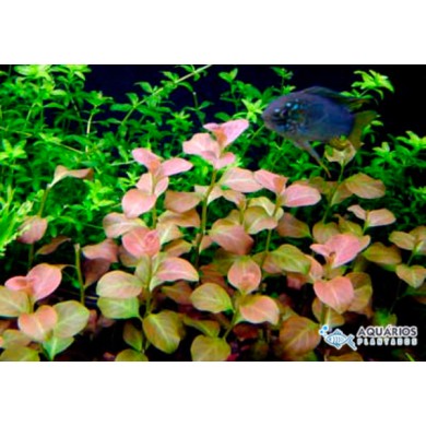 Ludwigia ovalis