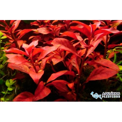 Ludwigia repens “Rubin”