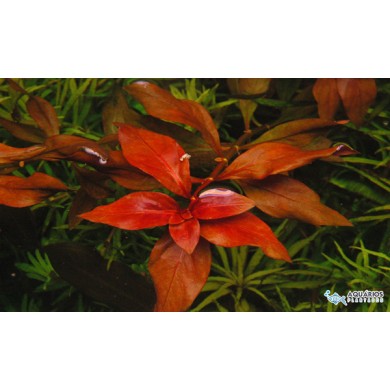 Ludwigia repens “Rubin”