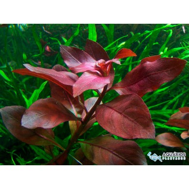 Ludwigia repens “Rubin”