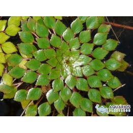 Ludwigia sedioides