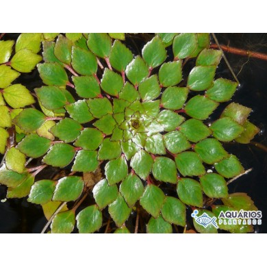 Ludwigia sedioides