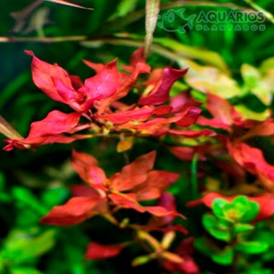 Ludwigia sp. 'Mini Super Red'