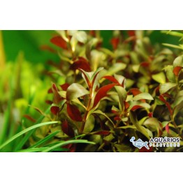 Ludwigia sp. “Red”