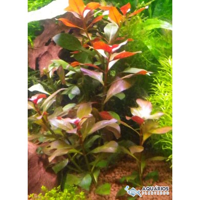 Ludwigia sp. “Red”