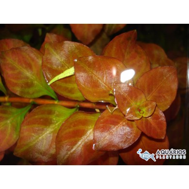 Ludwigia sp. “Red”