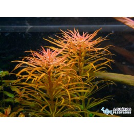 Ludwigia inclinata var. verticillata 