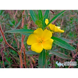 Ludwigia leptocarpa