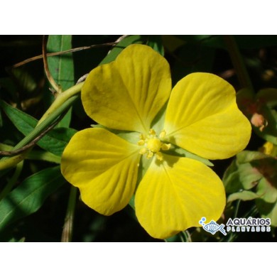 Ludwigia leptocarpa