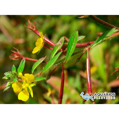 Ludwigia leptocarpa