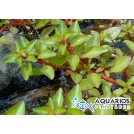 Ludwigia palustris