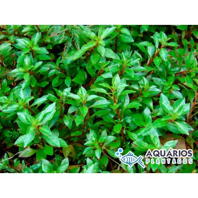 Ludwigia palustris