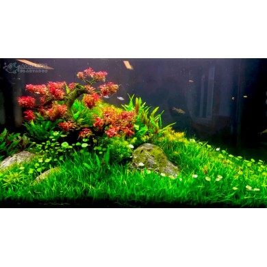 Ludwigia sp. 'Mini Super Red'