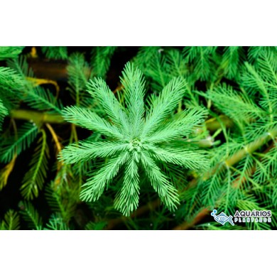 Myriophyllum aquaticum “Green”
