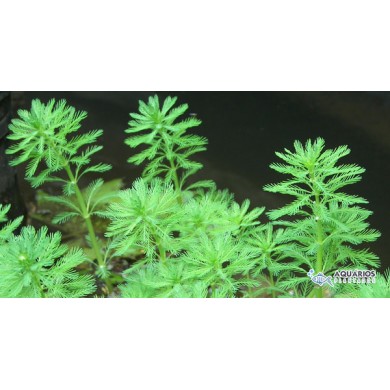 Myriophyllum aquaticum “Green”