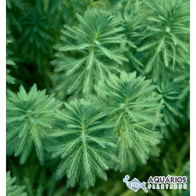 Myriophyllum aquaticum “Green”