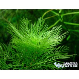 Myriophyllum mattogrossense