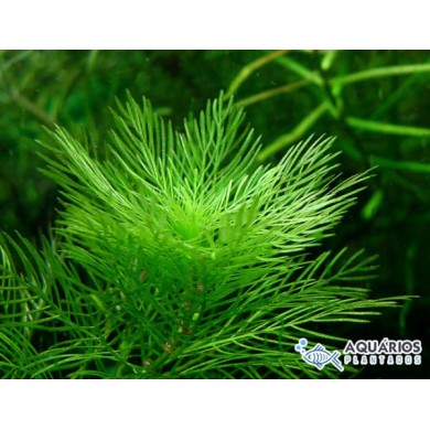 Myriophyllum mattogrossense