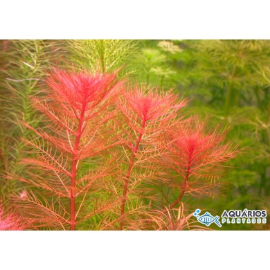 Myriophyllum tuberculatum