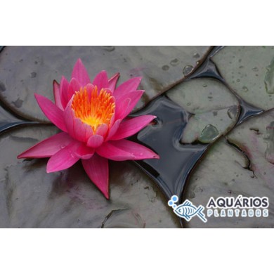 OFERTA PLANTAS DE LAGO - 3 UNIDADES COM DESCONTO