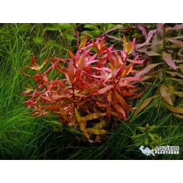 Ammannia praetermissa (Nesaea sp. “Red”) 