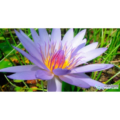 Nymphaea capensis