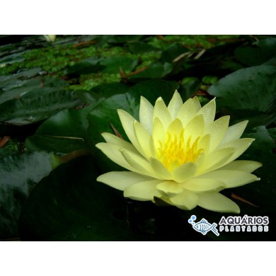 Nymphaea mexicana (Yellow waterlily)