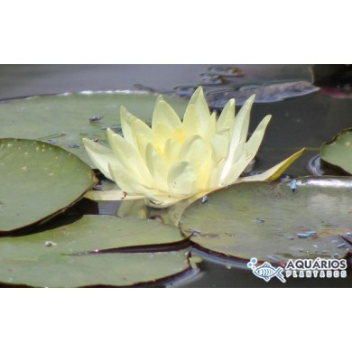 Nymphaea mexicana (Yellow waterlily)