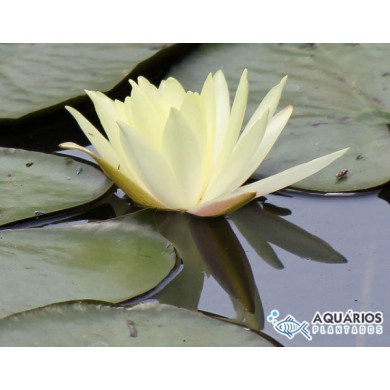 Nymphaea mexicana (Yellow waterlily)