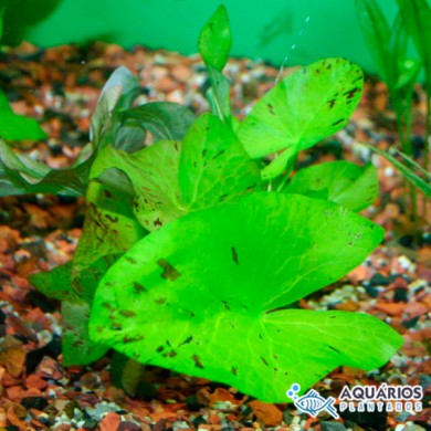 Nymphaea lotus “Zenkeri Green Tiger”