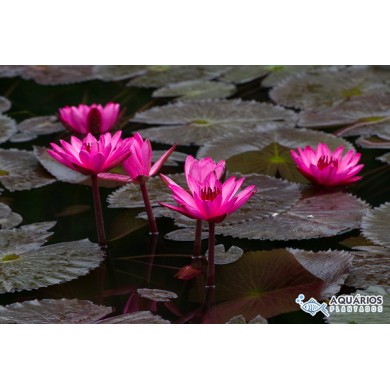 Nymphaea sp. “Rubra”