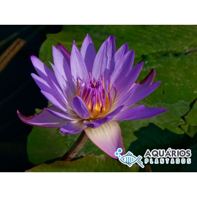 Nymphaea “Tina” 