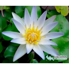 Nymphaea caerulea 