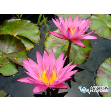 Nymphaea “Queen of Siam” 