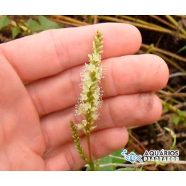 Polygonum punctatum Elliott (Polygonum acre)