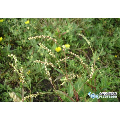 Polygonum punctatum Elliott (Polygonum acre)