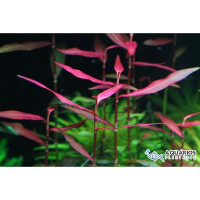 Polygonum Sp. (Pink)