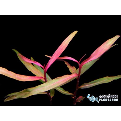 Polygonum Sp. (Pink)