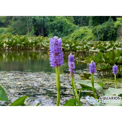 Pontederia cordata