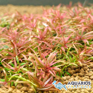 Rotala sp. “Goias” (Rotala mexicana “Goias”)